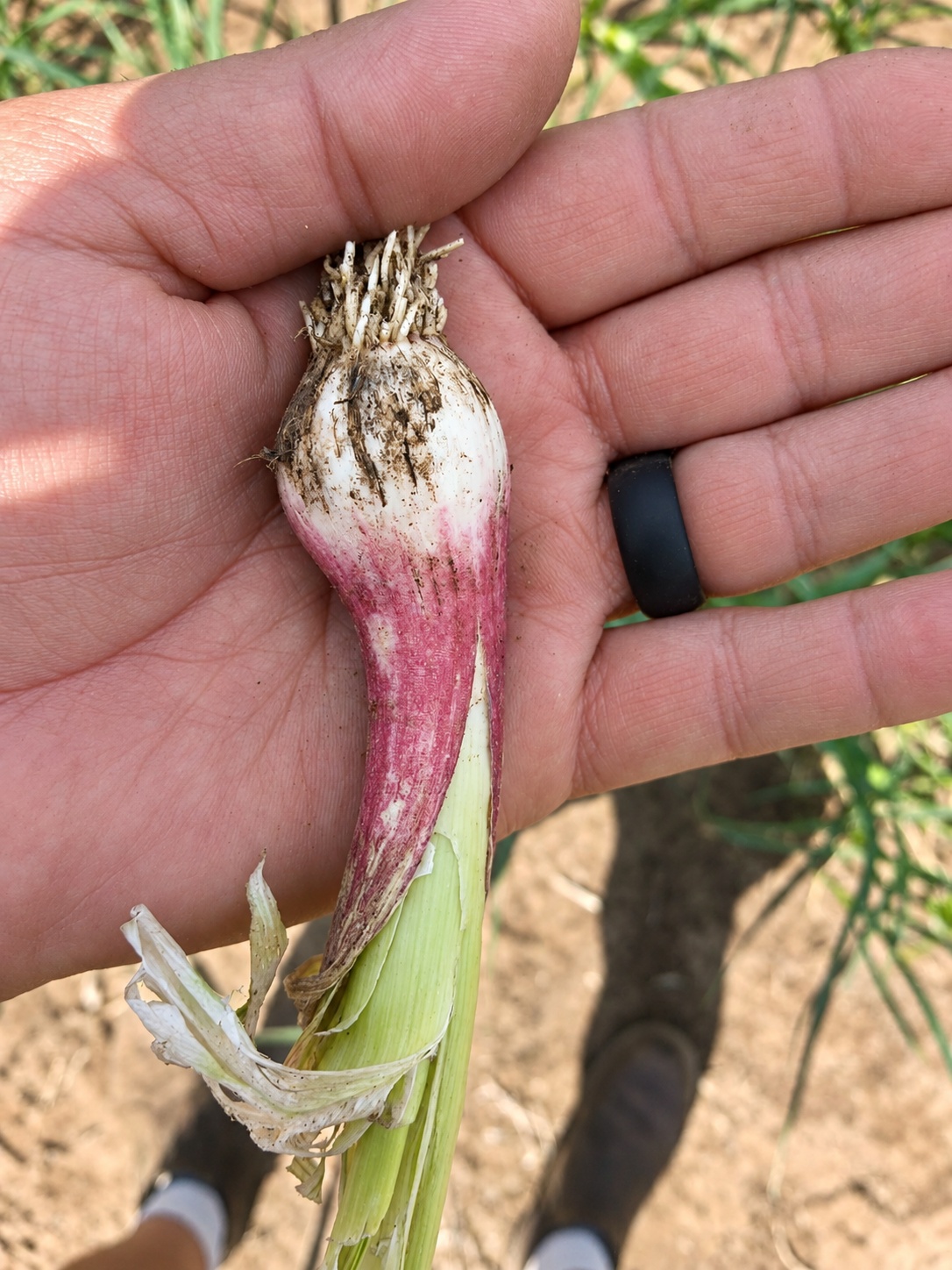 Agri Garlic SA gallery photo 10