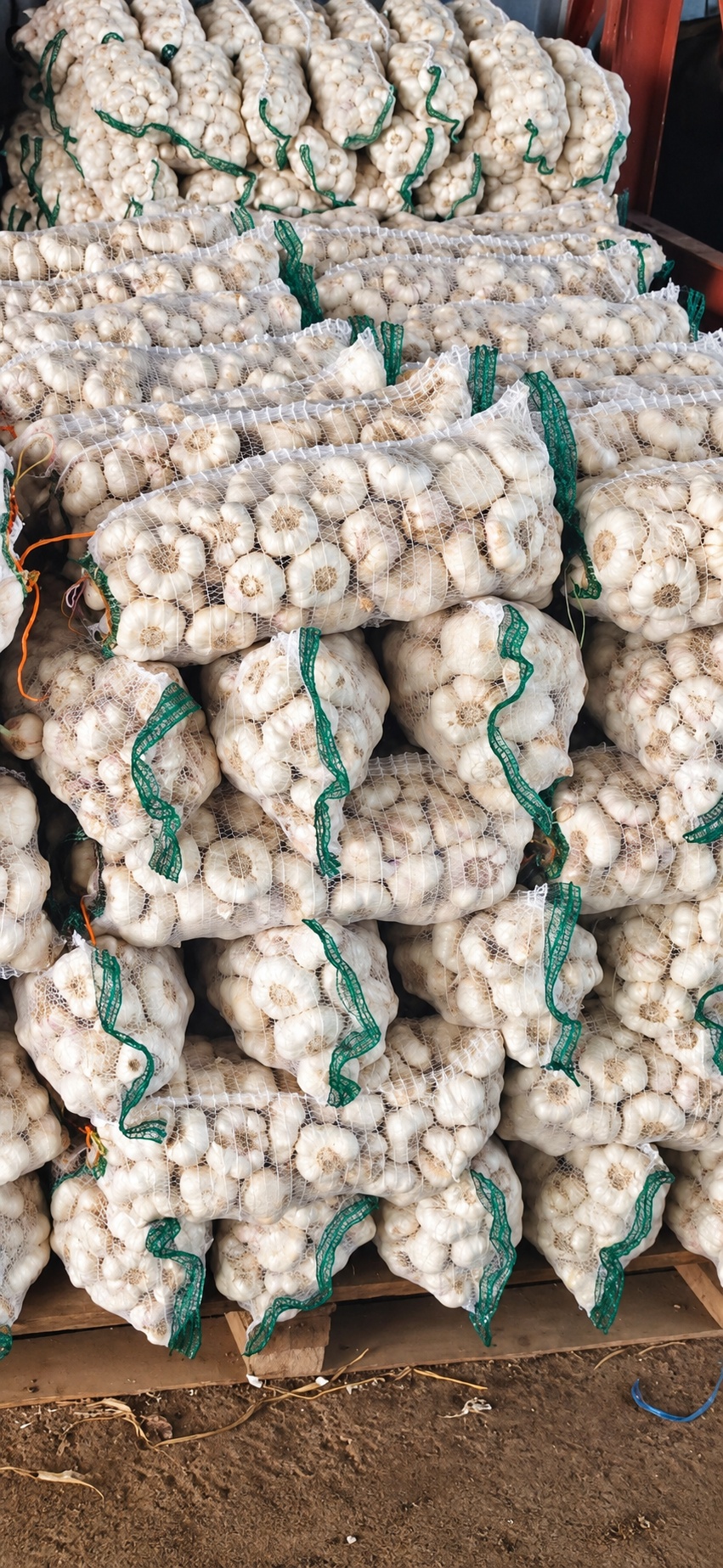 Agri Garlic SA gallery photo 2