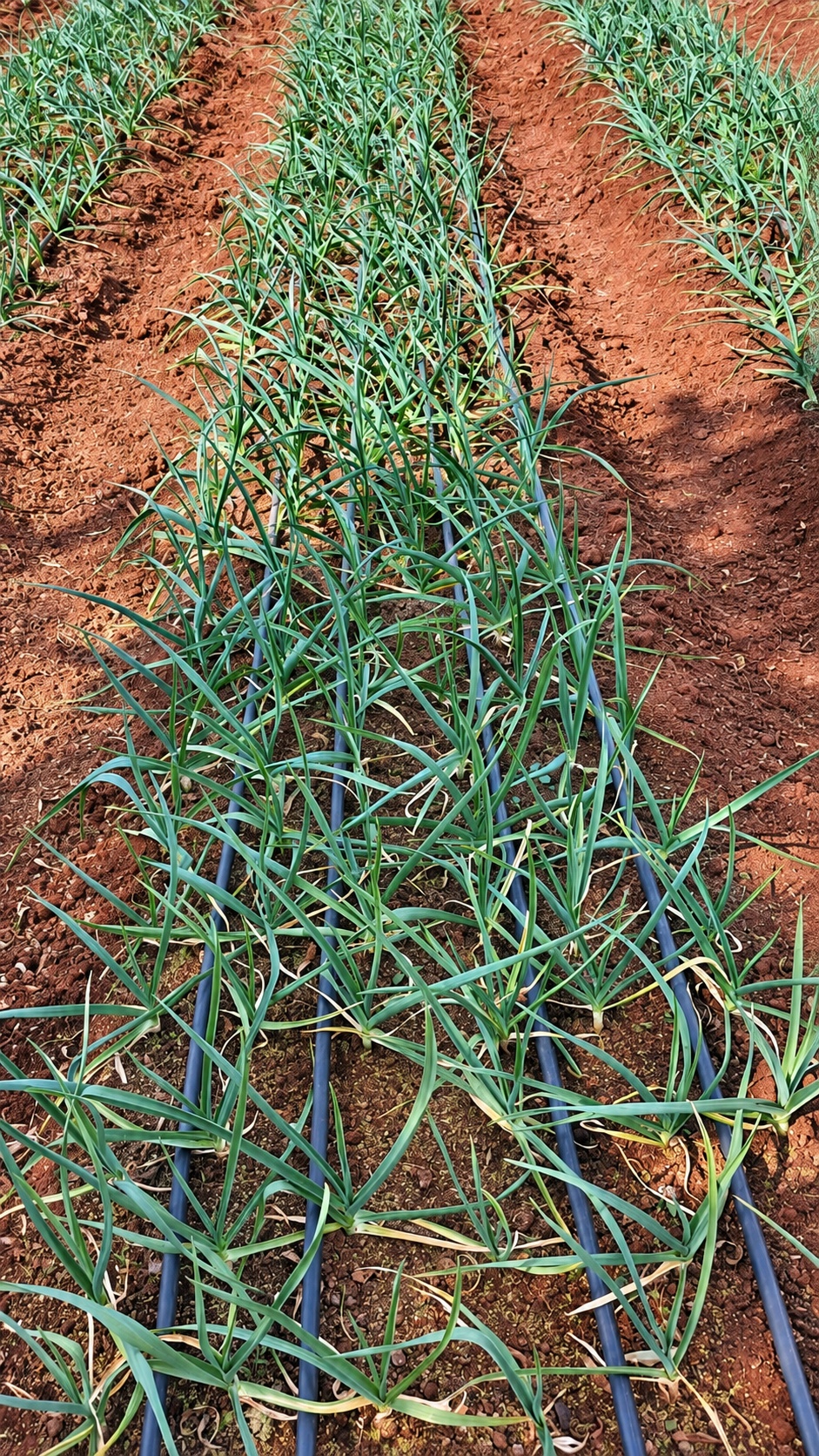Agri Garlic SA gallery photo 7