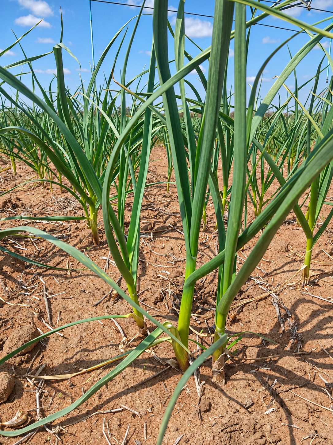 Agri Garlic SA gallery photo 8